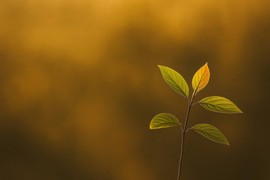 Il potere nascosto delle tue scelte | Beatrice Lencioni Counselor